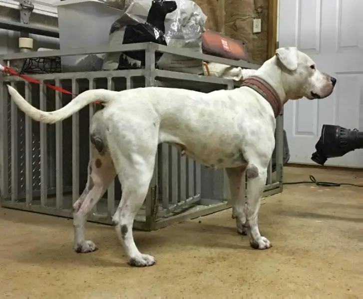 Jam Up Bulldogs Dakota