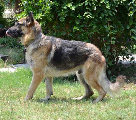 Heidelberg's Viking V Flair II