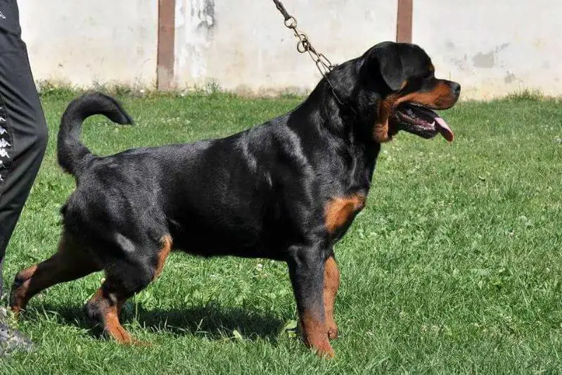 JCH SRB Bronko II od Dragičevića