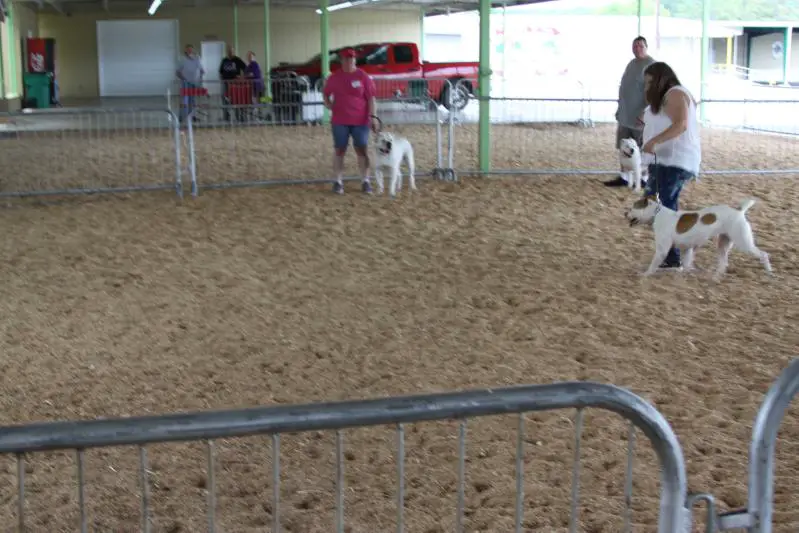 NKC Ch. jr. Ch, Champion Buckner's Carolina Sunshine