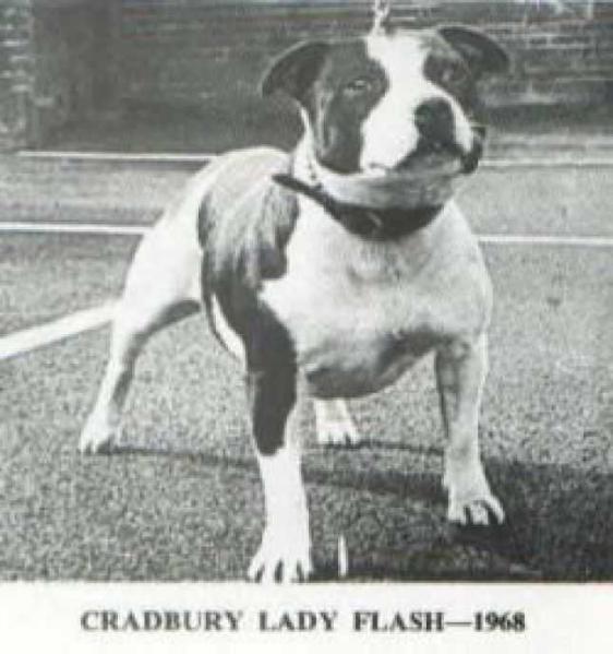 Cradbury Lady Flash