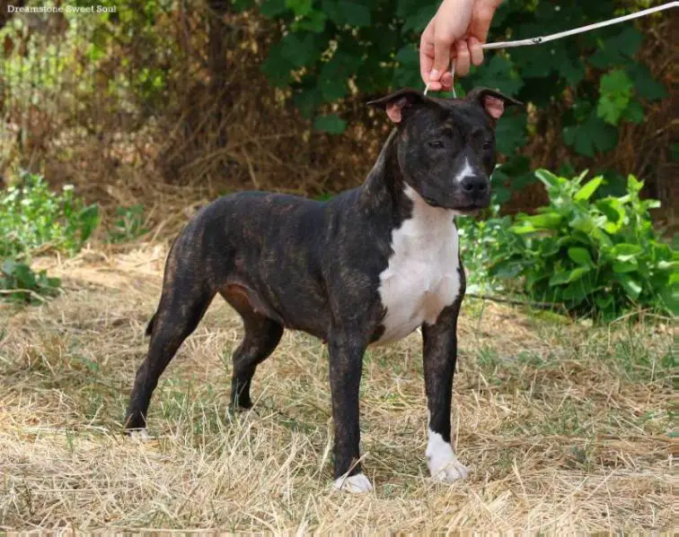 Dreamstone Sweet Soul