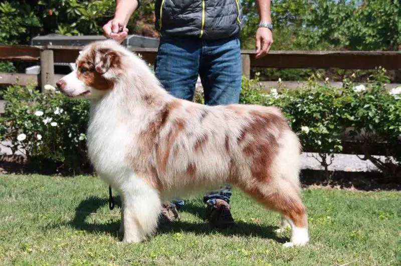 Arauco Indomito Magic Circus