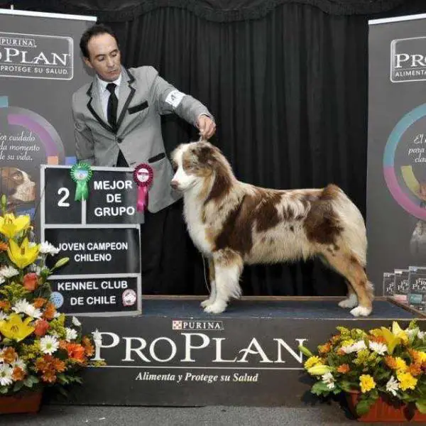 Arauco Indómito Moulin Rouge