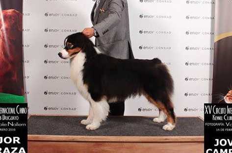 Limelite's Meet Joe Black