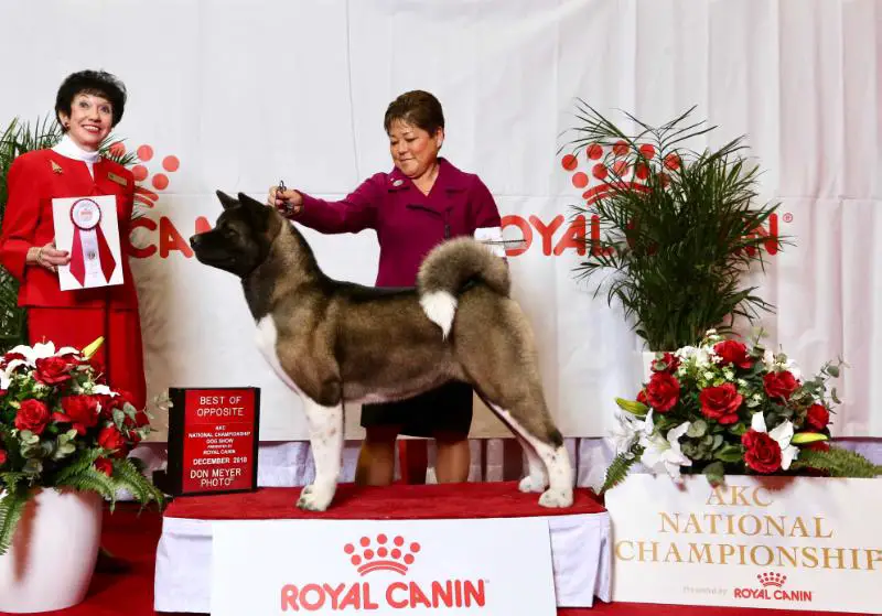 BPIS AKC GCH Dynamic Force Haute Couture
