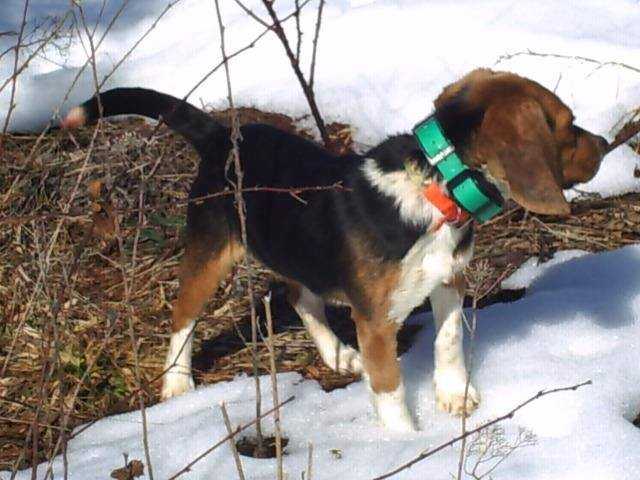 Millerlake's Littleman Jeb