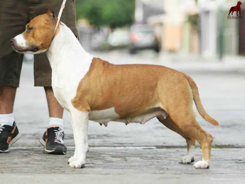 Red Diamond The Gold Is Mine