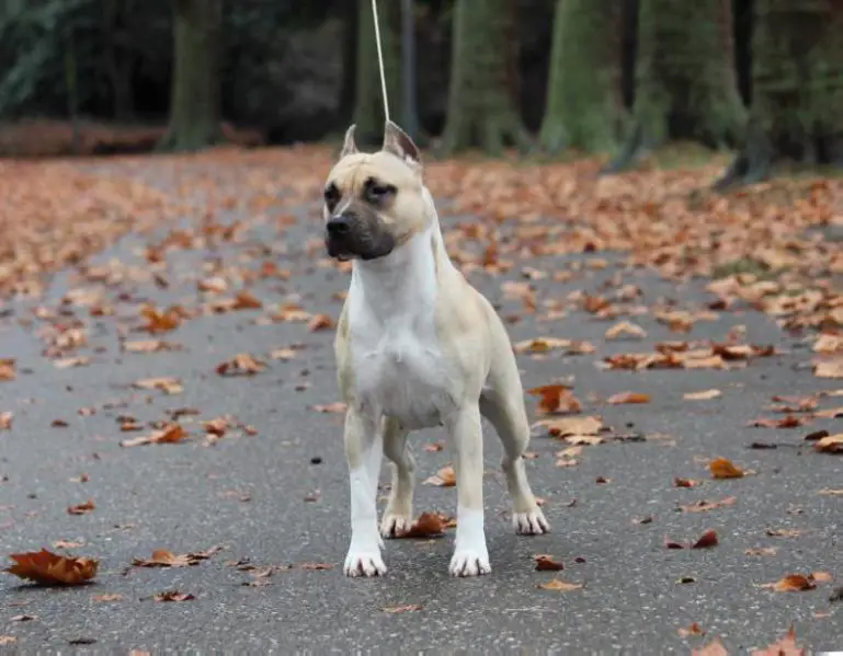 Majestic Staffs MDK Ruby of Radwyre