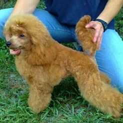 Golden Strik Kasilda
