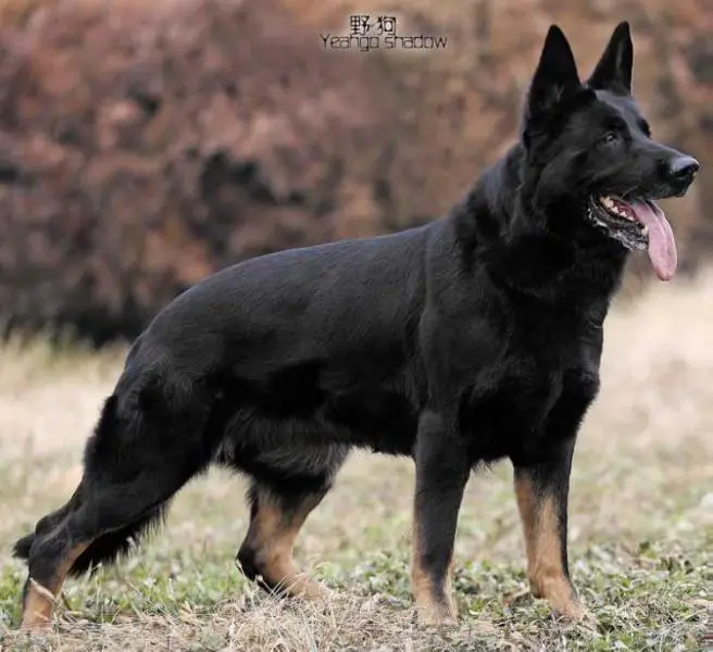 SG Nicky Spod Mazlova