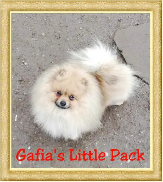 JADE GAFIA'S LITTLE PACK