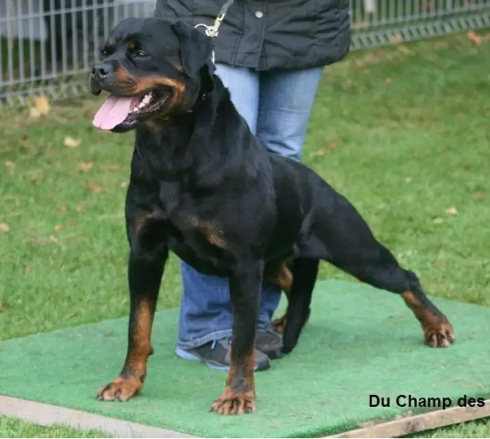 Cherniy Kumir Olivka