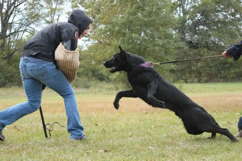 Kaiser Vom Kolossal Haus