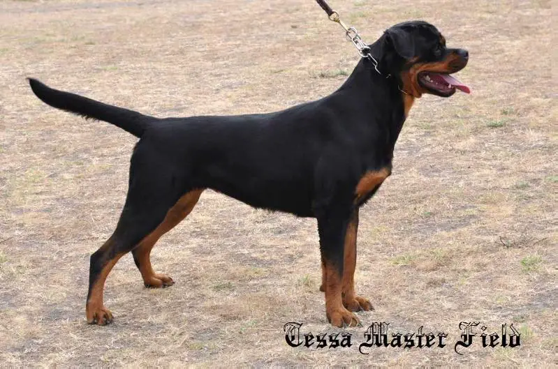 Tessa Master Field