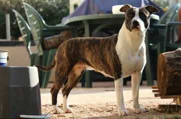 Linkk de la Griffe du Dragon