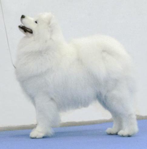 CIB PLCH SKCH ROCH CLUBWIN'18 PLJCH SKJCH NOBODY STOP ME Chatanga