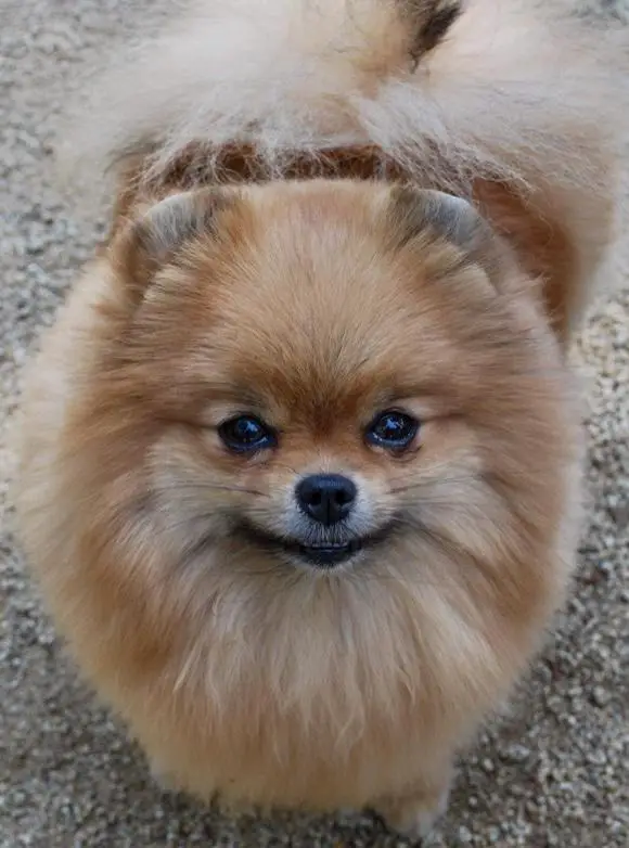 Pom Adore's This One's for You!