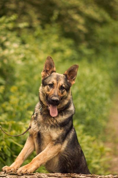 Delta Dawn Vom Golden Haus