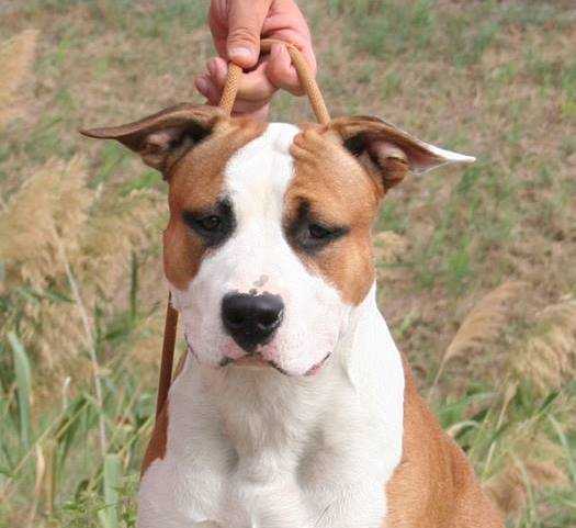 Moon Rock Landi's Speedy Gonzales