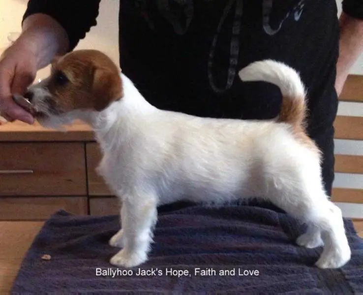 Ballyhoo Jack's Hope, Faith and Love