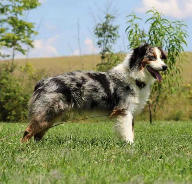 Shortridge's Aussie's Chief