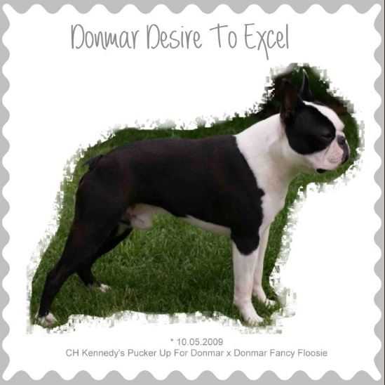 CH Donmar Desire To Excel