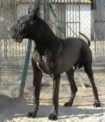 Tadj-Maal de la Benjamine