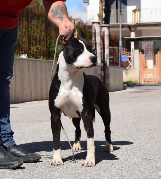 HOLLYWOOD AMSTAFF GIRL IN BLACK LIKE