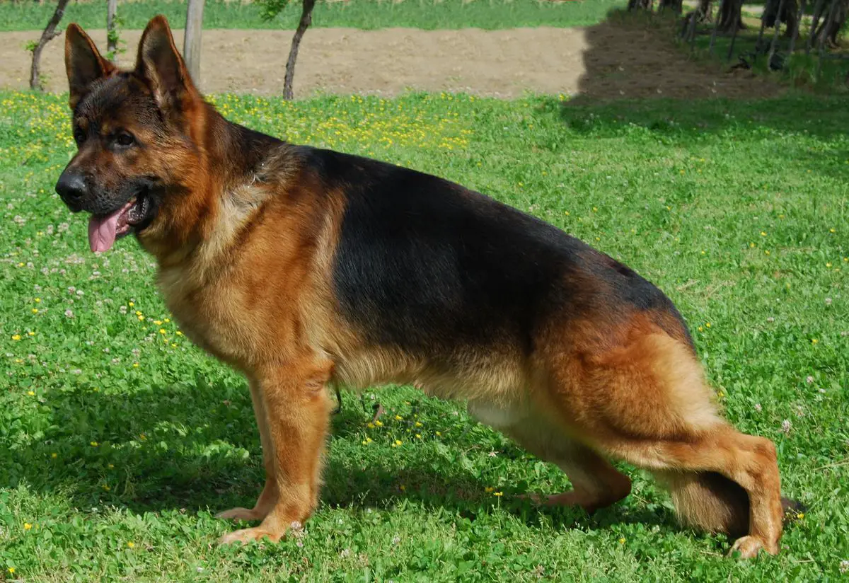 IGP 1 Aky di croce santo spirito