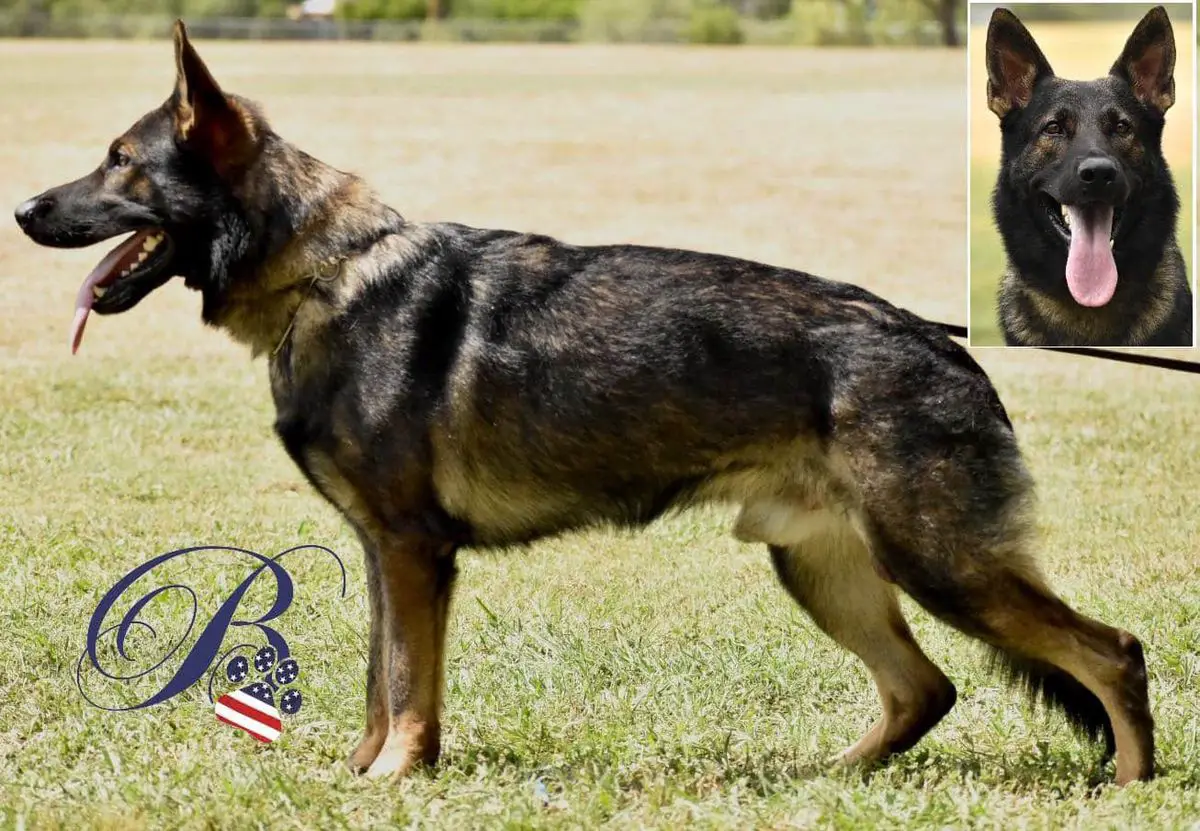 SG Aegon Vom Darzo Buserhaus