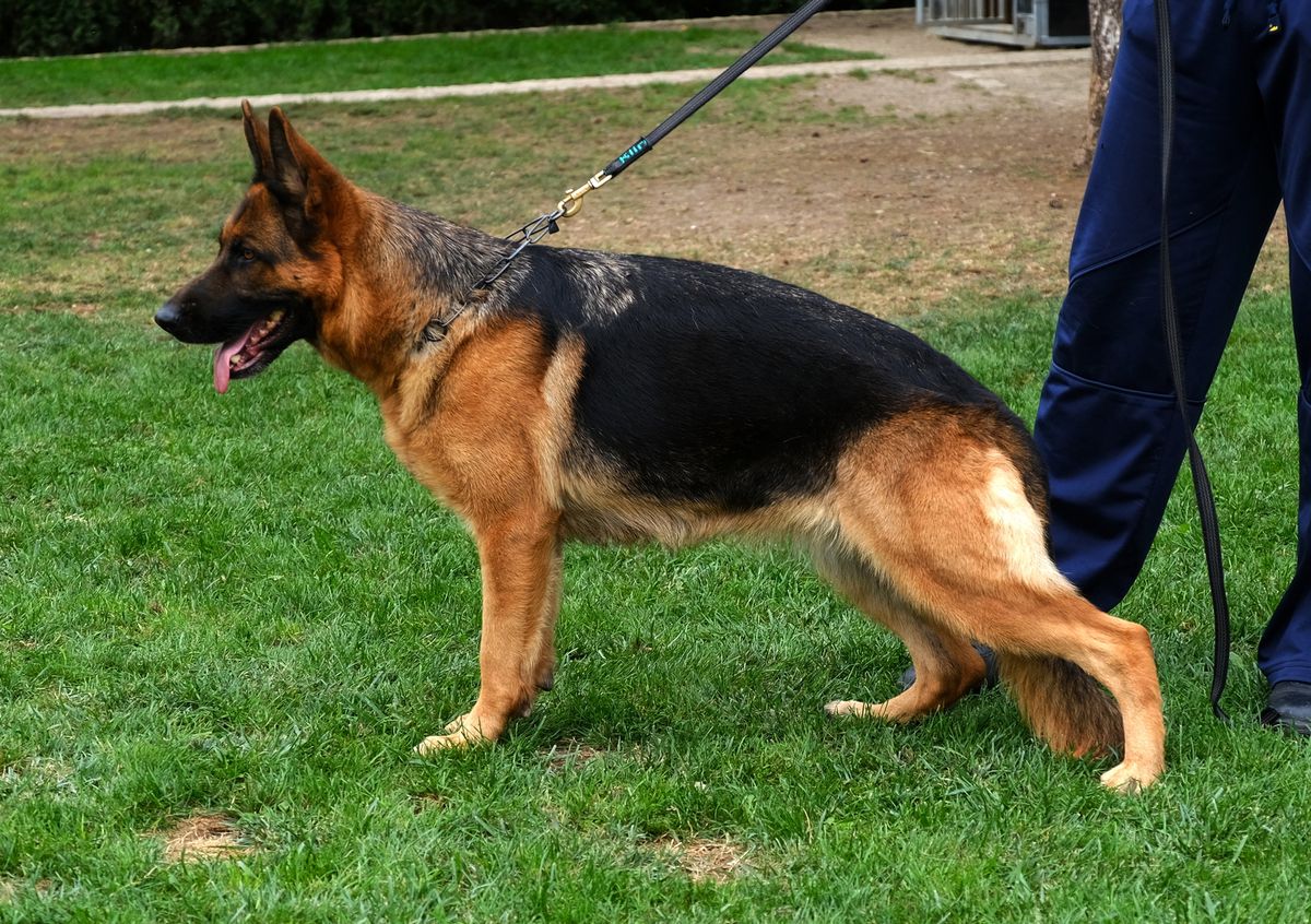 Luna von der Zenteiche