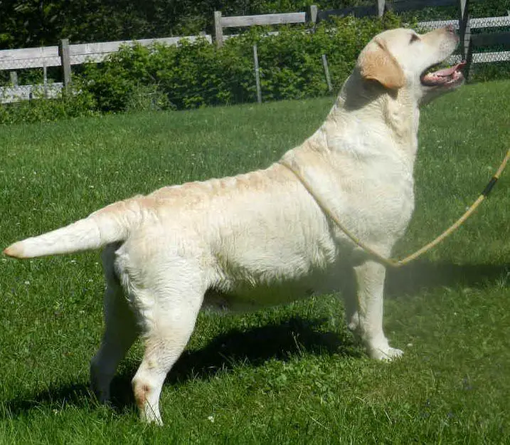 BIS & Multi BISS Am.Gr.Ch.Can.Gr.Ch. Chablais Chouchou