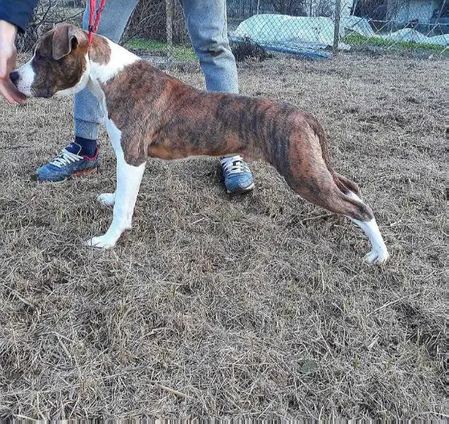 Victory am staf empire