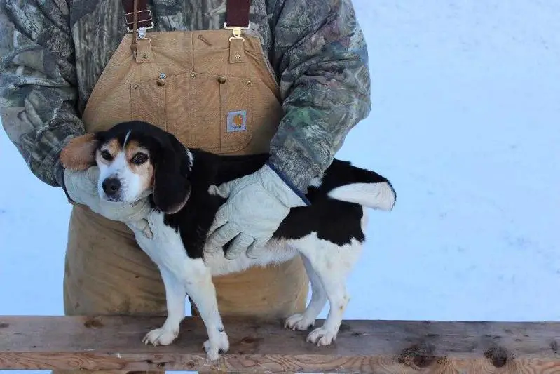 Poor Boy's Black Daisy