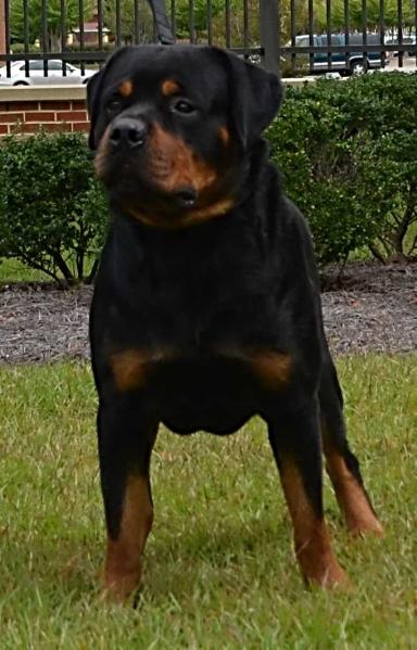 Bohdi's Shadow Spirit von Karma Greenhalgh