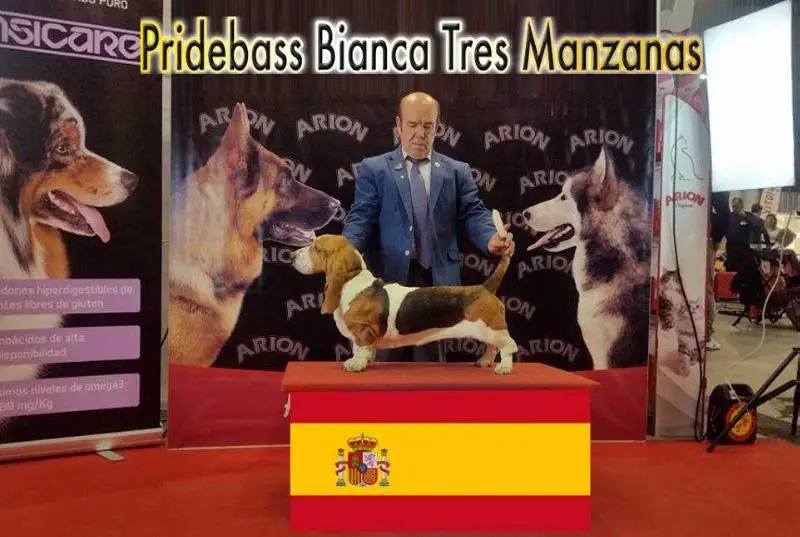 Chj.Esp.Port,Ch.Esp,Port,Gib,It,CIE,Latin Ch Pridebass Bianca Tres Manzanas