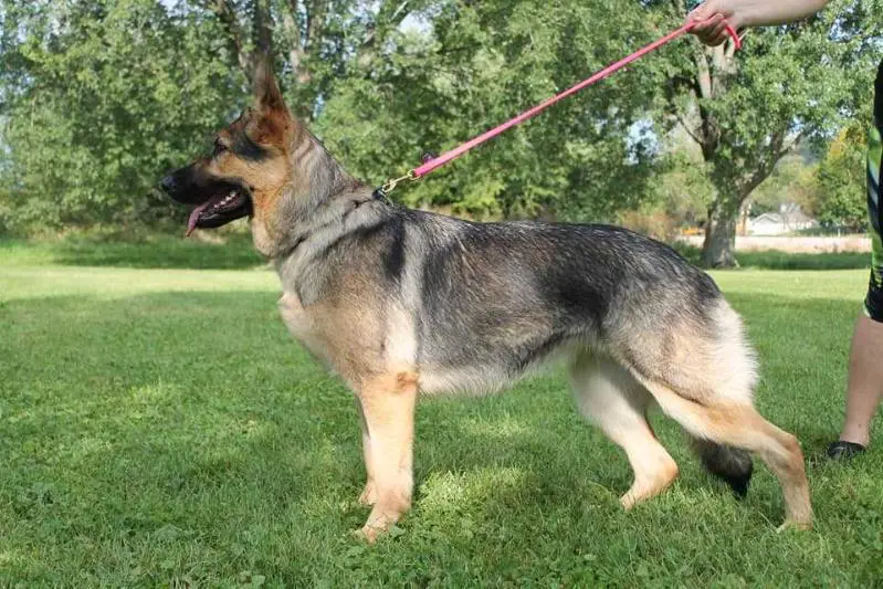 Anarchy vom Adlerland