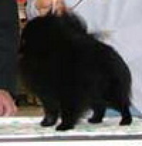 Starlight De Jack’S Walkin Time O’Tokie