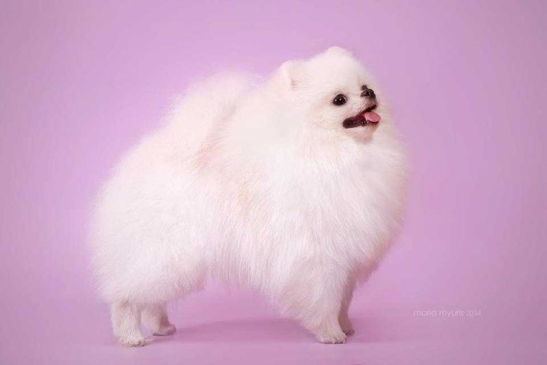 New's Pomeranian Kholan