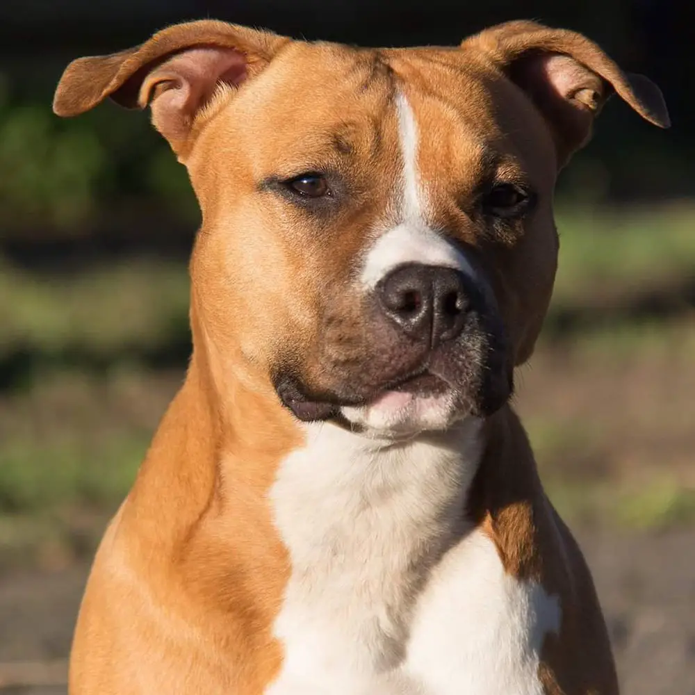 Seniars The Sundance Girl