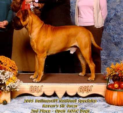 American Champion Raven's Sir Oscar