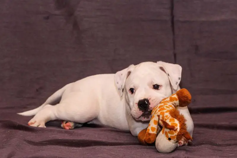 CCBulls Prankcaller aka Prank