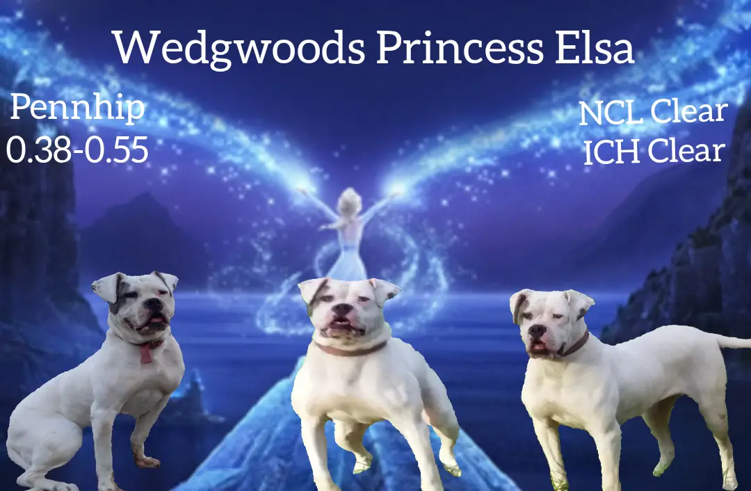 Wedgwoods princess Elsa