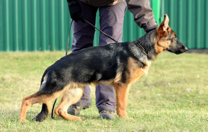 Fonte Fideliti Kassandra