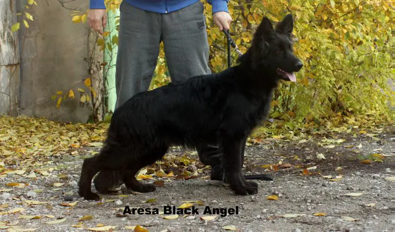 Aresa Black Angel