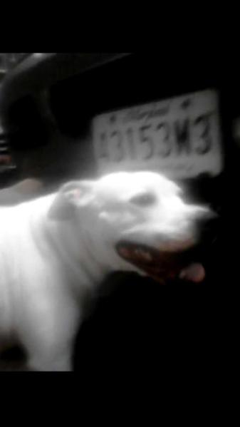 Stambaughs dirty bulldog