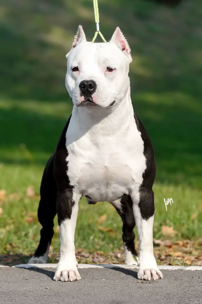 CH Ring Legends Cool Thing