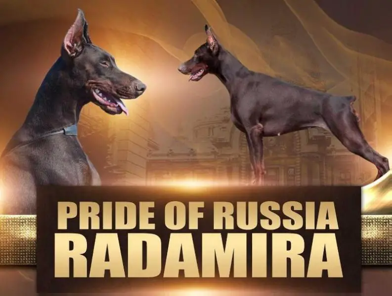 MULT CHAMPION - IPO I PRIDE OF RUSSIA RADAMIRA