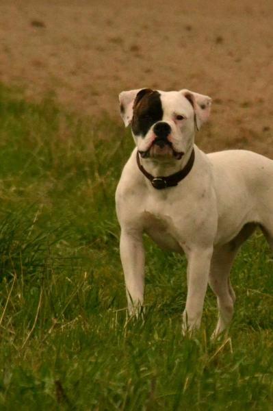 NKC CH  , PH .32.35 Masterbully/Mightybull's Coco Storm of Just Ayton